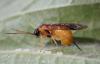 Euura ribesii
